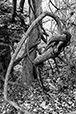 Entwined 5
